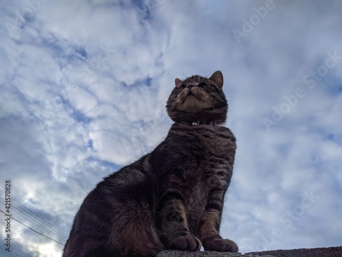 kitten on a fence against the background of a beautiful sky