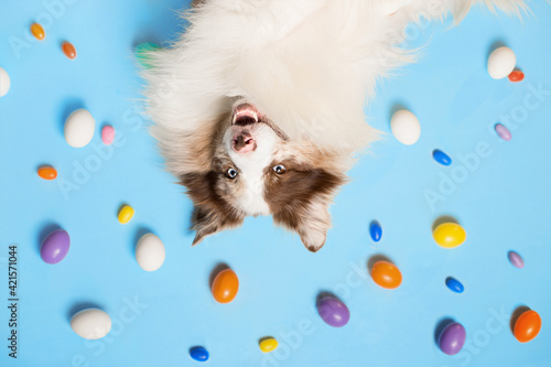 Photography dog and easter eggs
