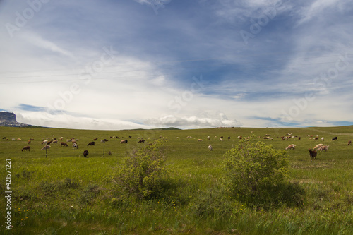 Goats grazing in Montana