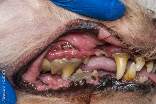 close-up photo of a dog teeth with tartar