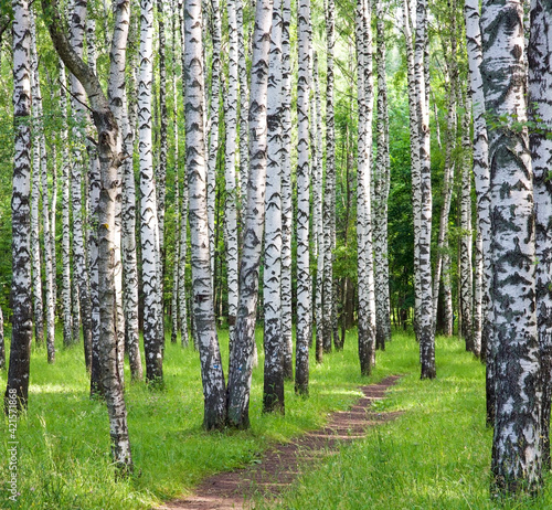 Fototapeta Naklejka Na Ścianę i Meble -  Summer walking path through the birch forest in summer in July