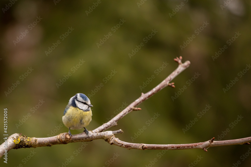 Eurasian blue tit (Cyanistes caeruleus)