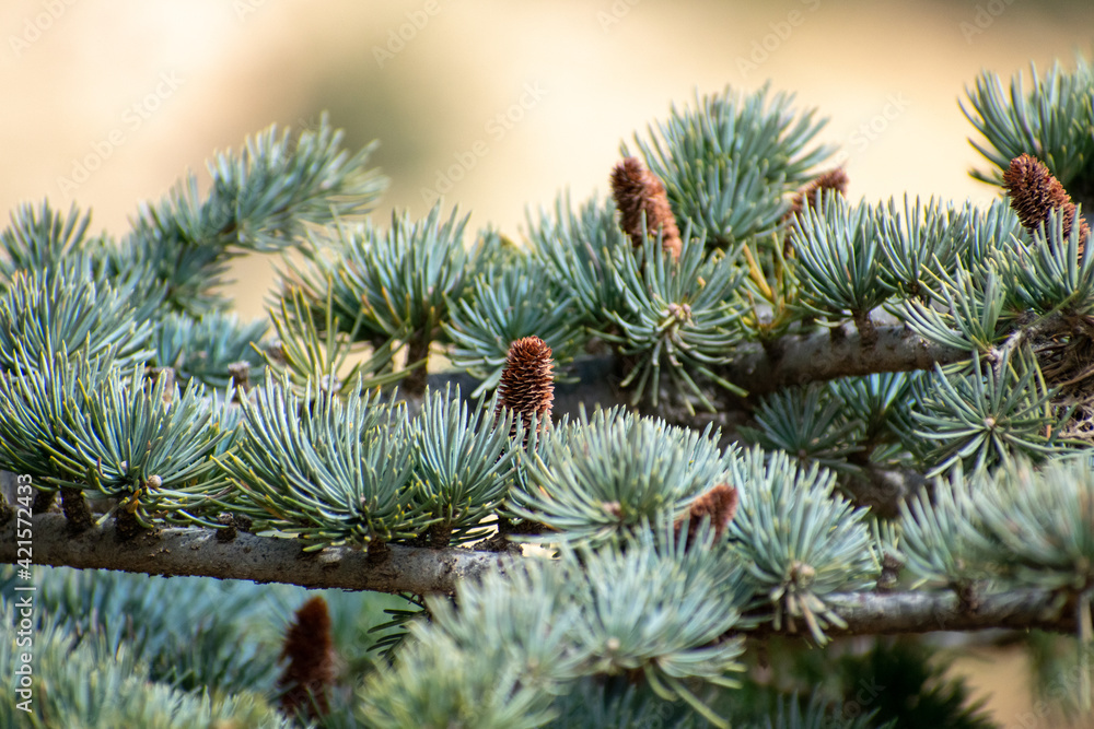 Close-up shot of Atlas Cedar cone (Cedrus Atlantica)