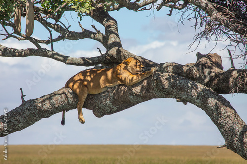 Lion resting in Serengeti National Park of Tanzania.