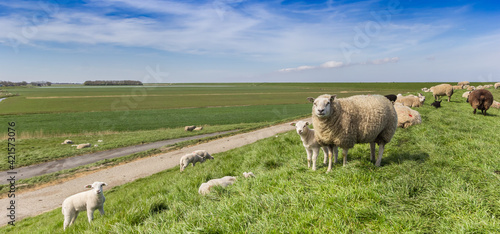 Panorama of sheep on a dike in Friesland, Netherlands photo