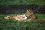 Lion and lioness in Serengeti National Park of Tanzania