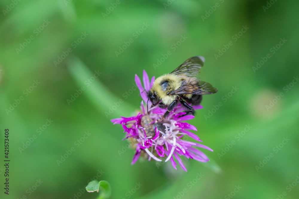 Bumblebee on Knapweed Flowers in Summer Bumblebee on Knapweed Flowers in Summer