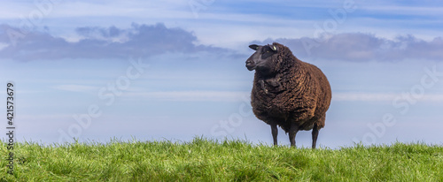 Panorama of a black sheep on top of a dike in Friesland, Netherlands