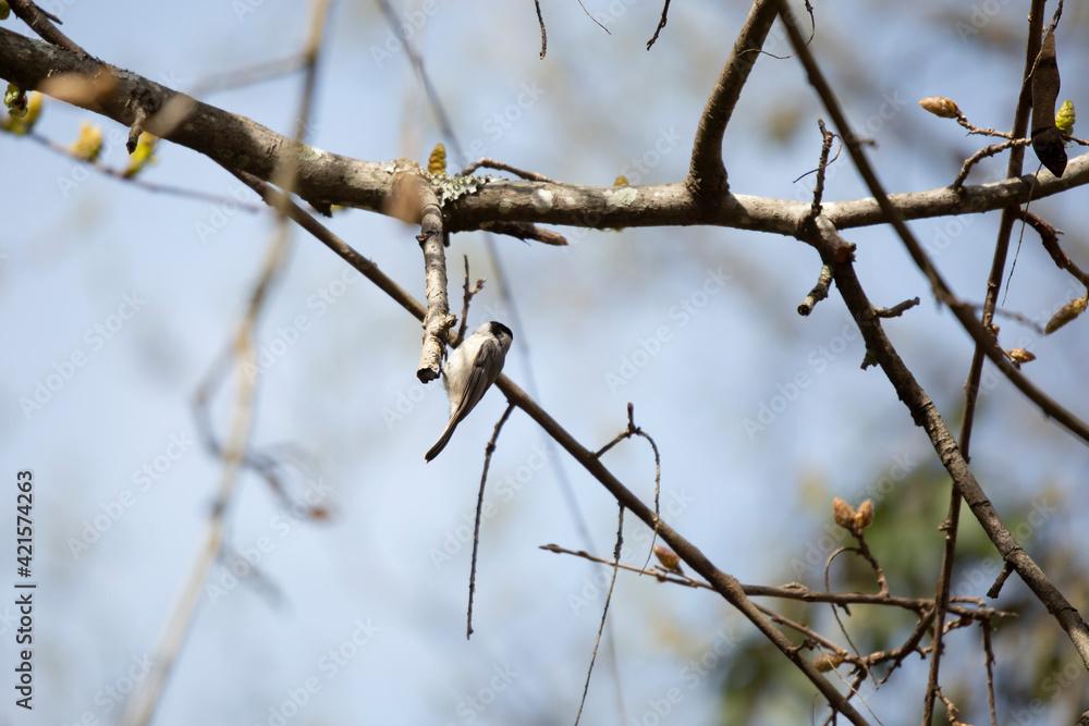 Black-Capped Chickadee Hanging from a Limb Black-Capped Chickadee Hanging from a Limb