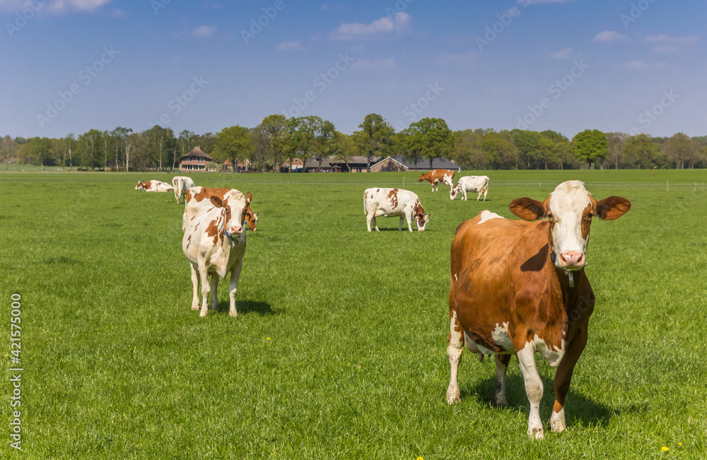 Brown and white Holstein cows in a meadow in Overijssel, Netherlands Brown and white Holstein cows in a meadow in Overijssel, Netherlands