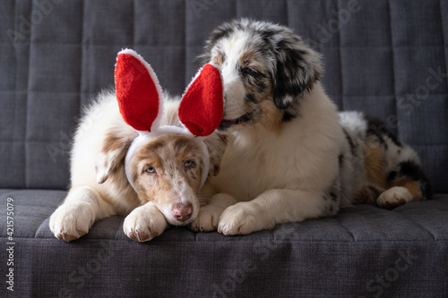 Two Small Australian shepherd puppy dog wearing bunny ears. easter © Iulia