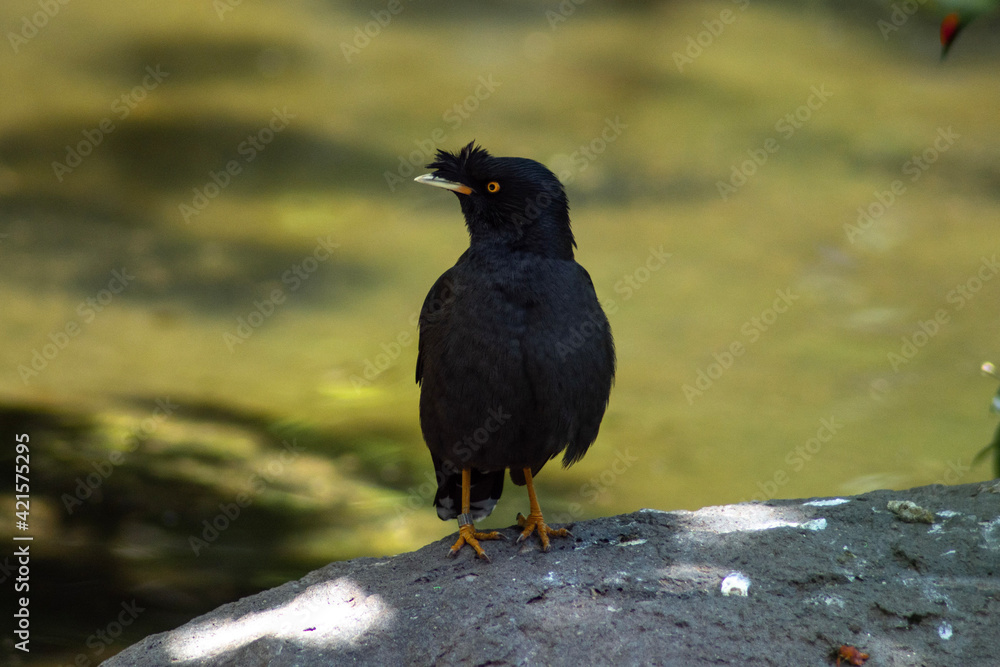 Fototapeta premium crow on the ground