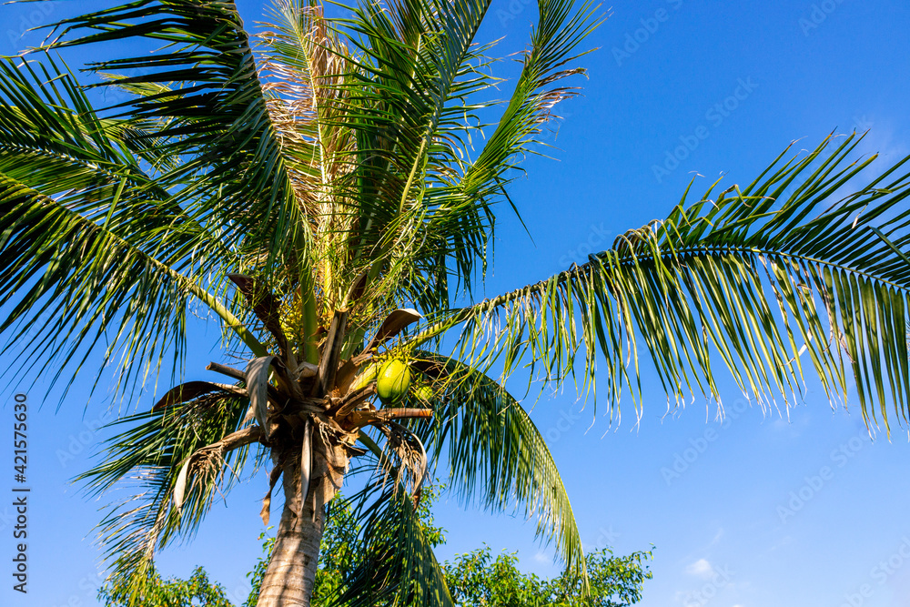 Palm tree with green coconuts against blue sky background. Concept summer holiday