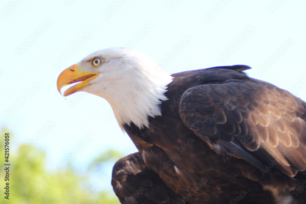 Detailed view of a bald eagle (Haliaeetus leucocephalus)
Detailed view of a bald eagle (Haliaeetus leucocephalus)