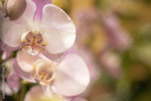 Fototapeta Naklejka Na Ścianę i Meble -  Orchid flowers in the garden