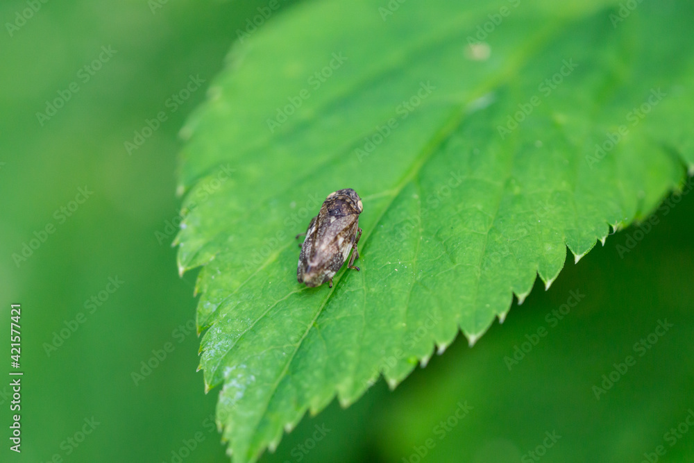 Fototapeta premium Meadow Spittlebug on Leaf in Summer