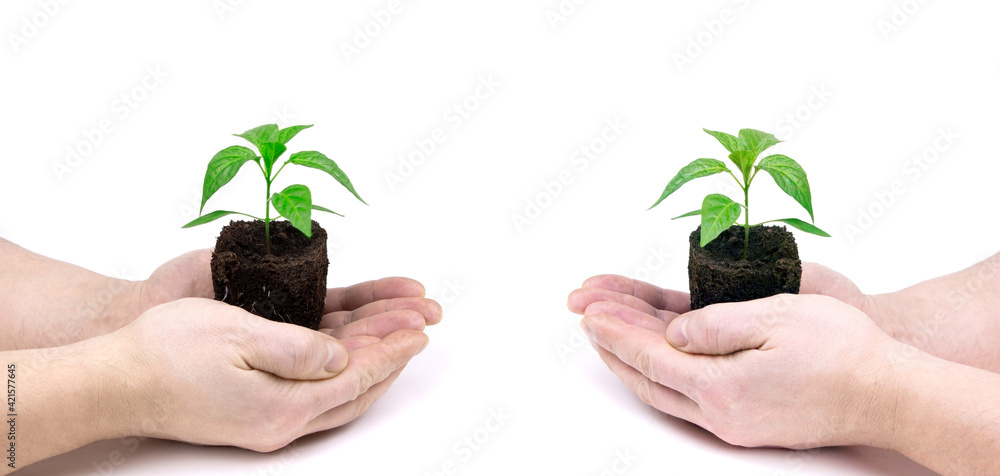 Hands holding young sprout of seedlings whith soil isolated. Seedlings of pepper in hands. New Life. Gardening Hands holding young sprout of seedlings whith soil isolated. Seedlings of pepper in hands. New Life. Gardening