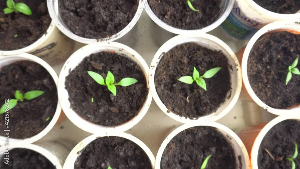 Small plant seedlings growing in plastic pots in greenhouse on the windowsill Small plant seedlings growing in plastic pots in greenhouse on the windowsill