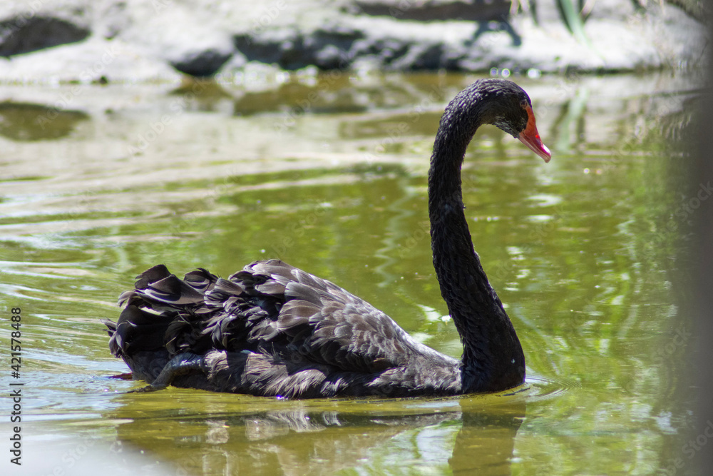 Obraz premium black swan on the water