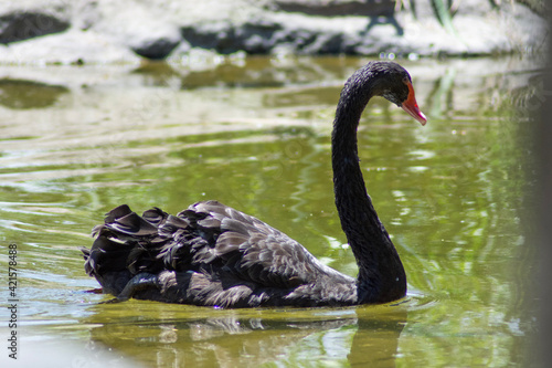 black swan on the water