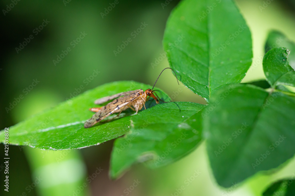 Fototapeta premium Scorpion Fly on Leaf in Summer