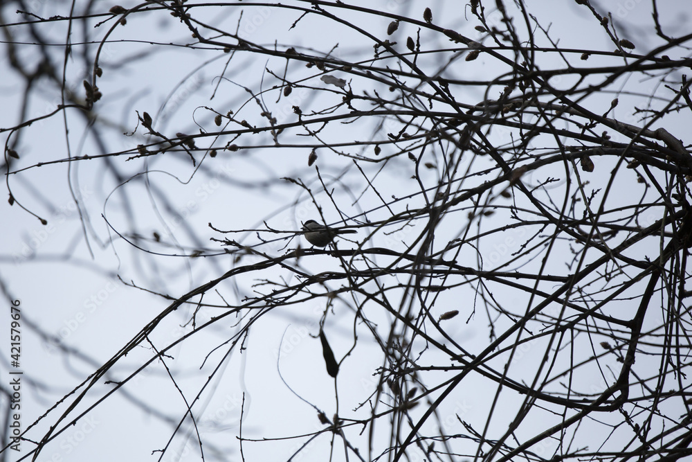 Carolina Chickadee () on a Branch in Bad Weather Carolina Chickadee () on a Branch in Bad Weather