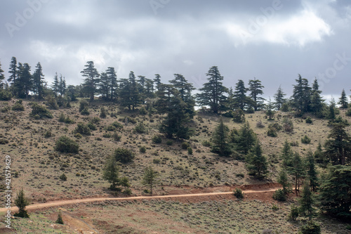 Blue Atlas Cedar (Cedrus Atlantica) trees in their natural habitat in Belezma national park, Batna, Algeria photo