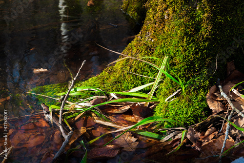 Tree trunk overgrown with green moss © Vastram