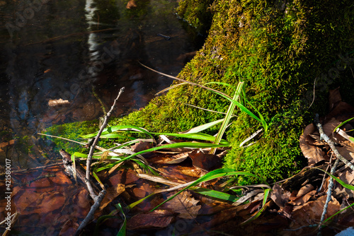 Tree trunk overgrown with green moss