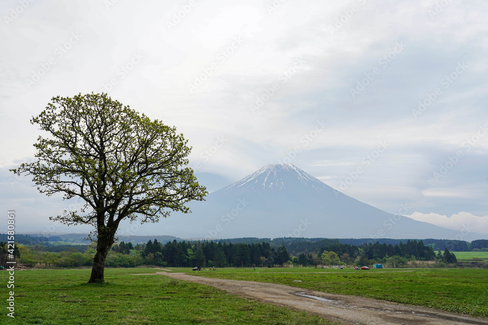 Beautiful Landscape view in morning at Fumotoppara Camping Grounds on Fuji mountain background in Fujinomiya, Shizuoka, Japan. Beautiful Landscape view in morning at Fumotoppara Camping Grounds on Fuji mountain background in Fujinomiya, Shizuoka, Japan.