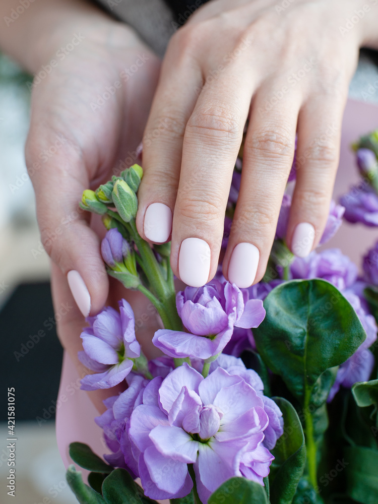 Fototapeta premium Beautiful female hands with a simple nude manicure hold a beautiful flower of blossoming mattiola