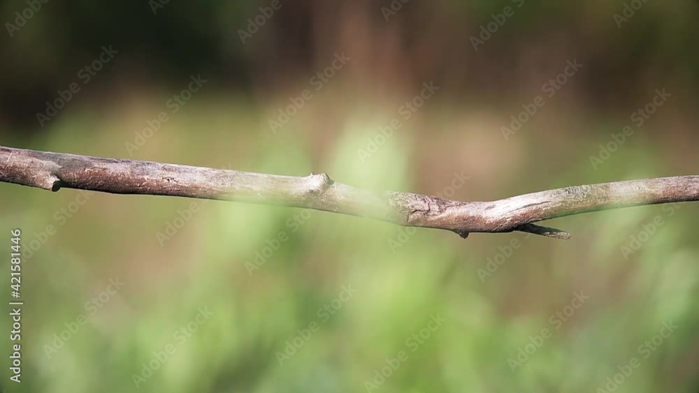 beautiful spring bird bee-eater sits on a branch and flies away beautiful spring bird bee-eater sits on a branch and flies away