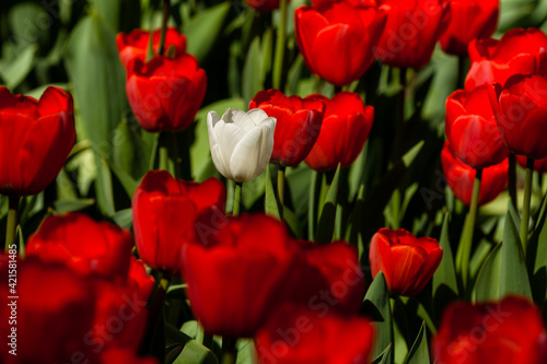 Spring field of colorful tulips