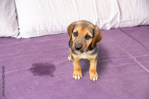 Εκτύπωση καμβά Cute puppy sitting near wet or piss spot on the bed inside the bedroom