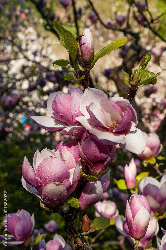 Bud of beautiful spring magnolia