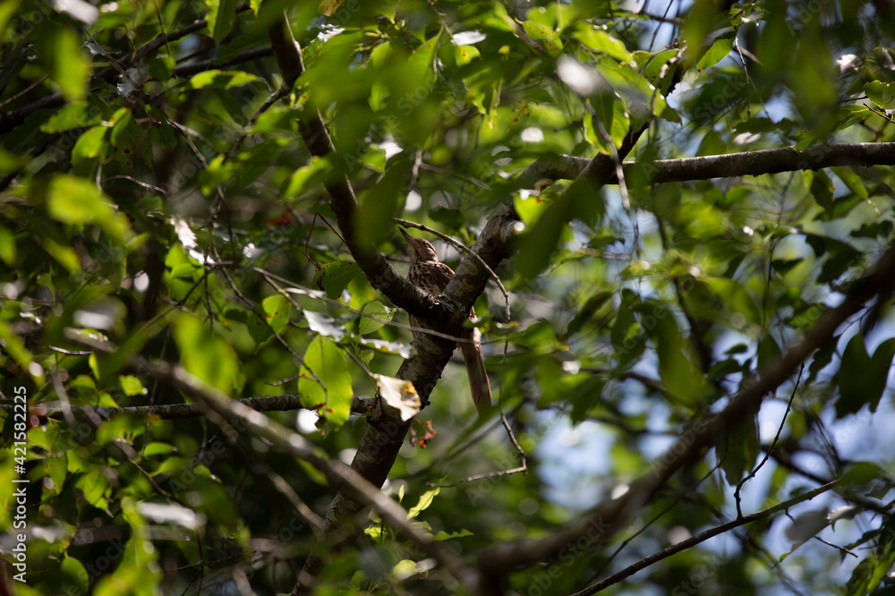 Juvenile Brown Thrasher Bird Hunting Juvenile Brown Thrasher Bird Hunting