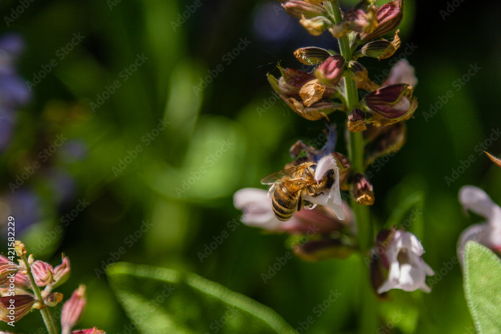 Beautiful flowers on which the bee sits Beautiful flowers on which the bee sits