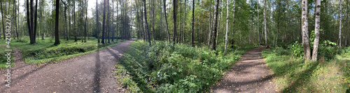 Panorama of first days of autumn in a park, long shadows of trees, blue sky, Buds of trees, Trunks of birches, sunny day, path in the woods, yellow leafs