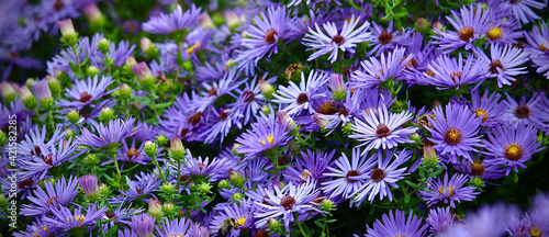 Close-up field purple aster flowers & green photo