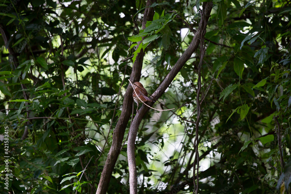 Curious Brown Thrasher Curious Brown Thrasher