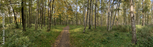 Panorama of first days of autumn in a park  long shadows of trees  blue sky  Buds of trees  Trunks of birches  sunny day  path in the woods  yellow leafs