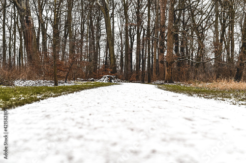 path in the forest Hinüberscher Garten Marienwerder Hanover photo