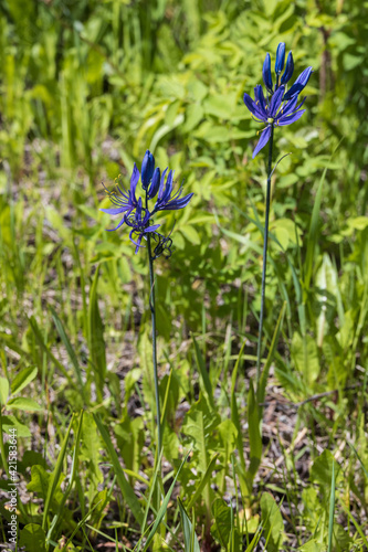 Fototapeta Naklejka Na Ścianę i Meble -  Montana Larkspur wildflowers close-up