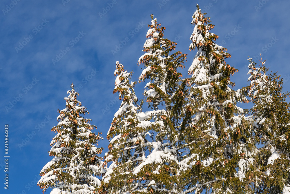 sapins avec neige et ciel bleu sapins avec neige et ciel bleu