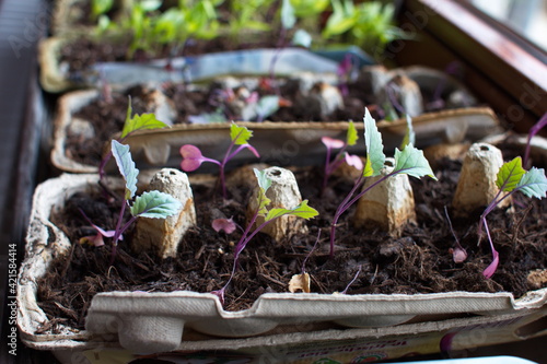 Bio-Anzucht auf der heimischen Fensterbank