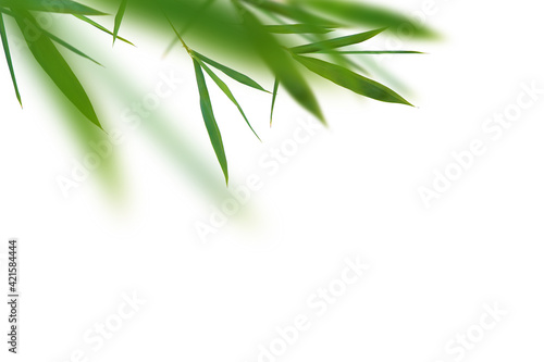 Fototapeta Naklejka Na Ścianę i Meble -  Bamboo green fresh leaves. Clip art on white background