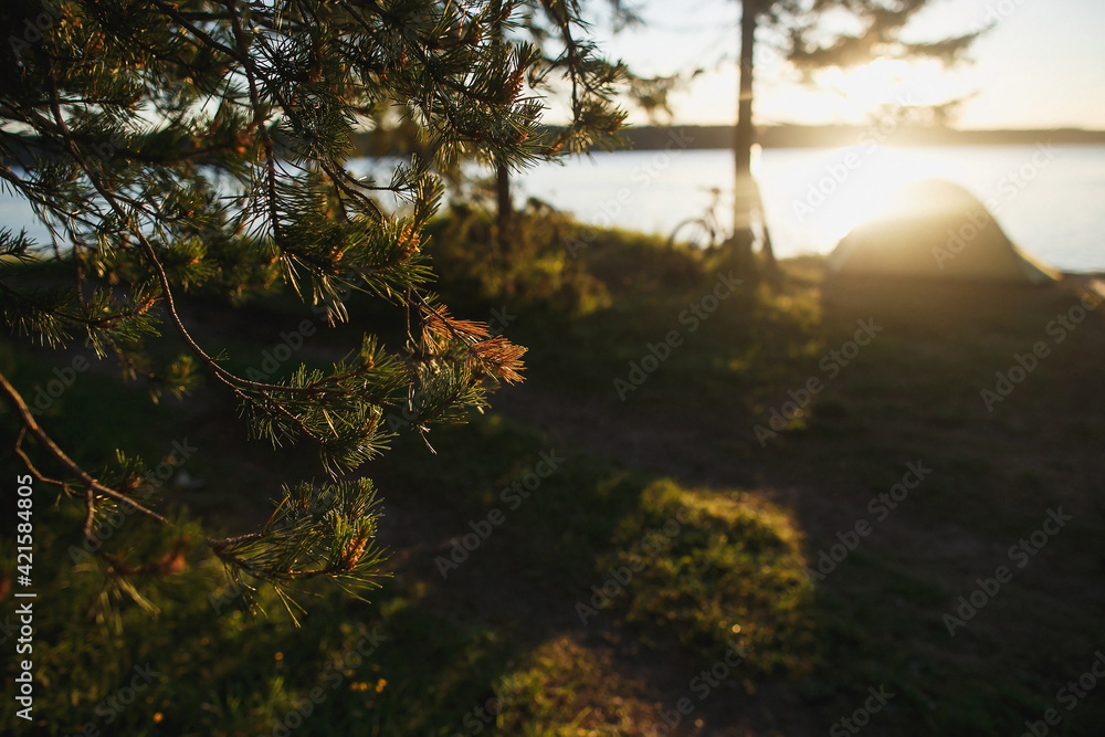 Obraz premium Pine twigs and palette with bicycles by the river in the background