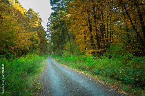 A dirt road through the forest with yellow trees