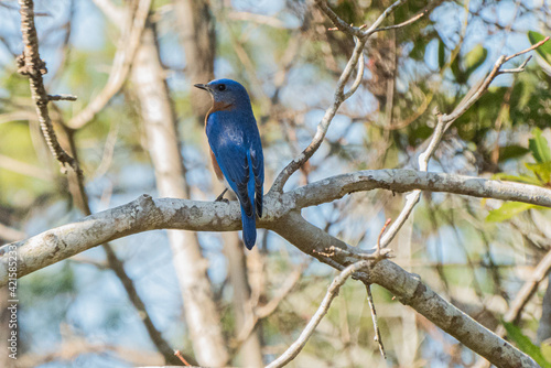 Eastern bluebird.Bird migration