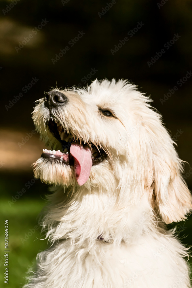 Issaquah, Washington State, USA. Five month old Goldendoodle puppy panting after lots of playtime. Issaquah, Washington State, USA. Five month old Goldendoodle puppy panting after lots of playtime.